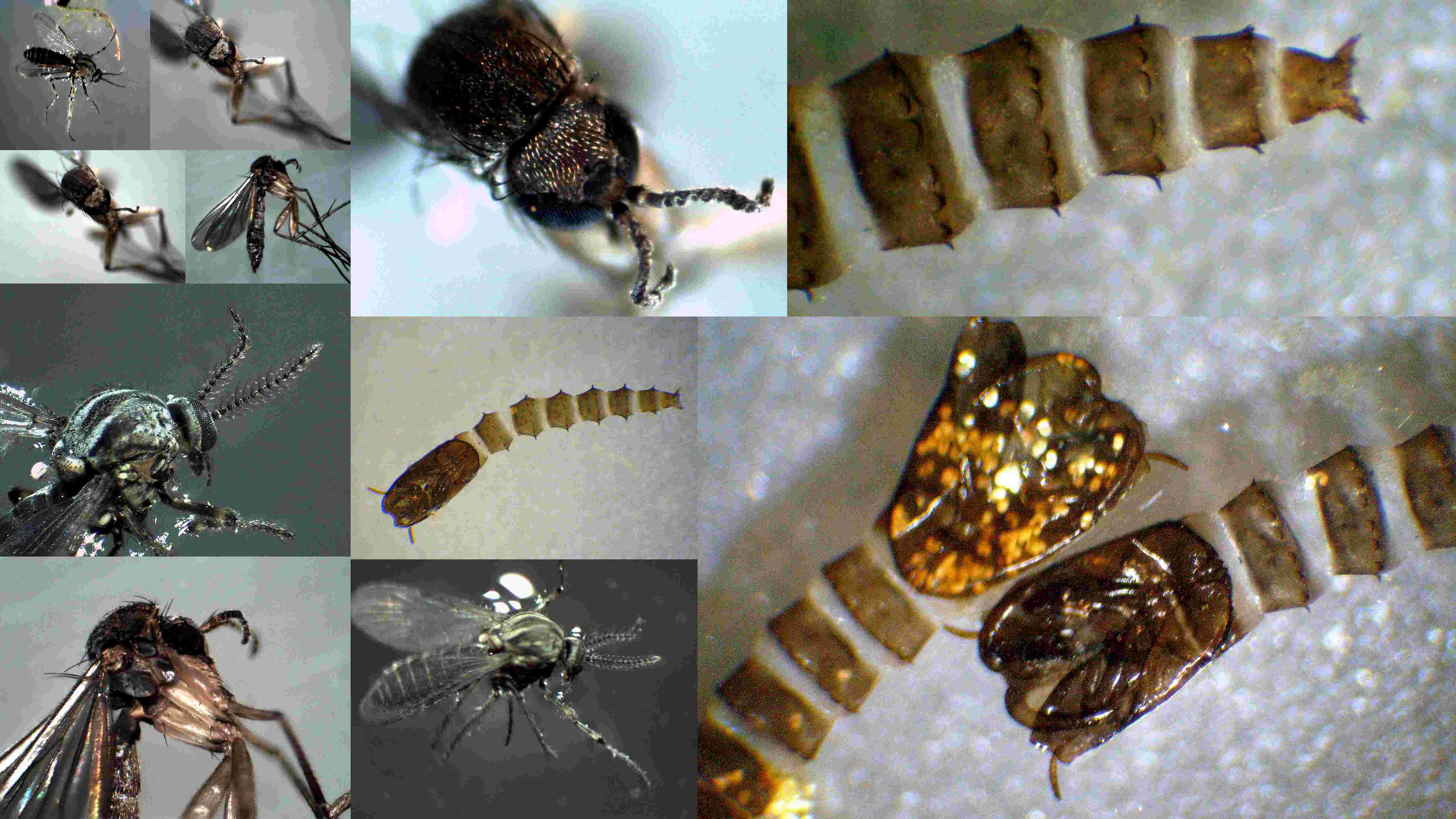 Pupe e adulti di Ceratopogonidae